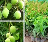 Thai All-Time Mango Plant | Multi-Season Sweet Mango | Premium Grafted Hybrid