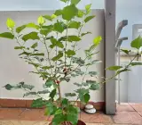 Hybrid Kanva-2 Mulberry Grafted Plant