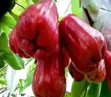 Red Missile Watter Apple Grafting Plant