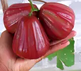 Dalhari Water Apple Plant | Sweet Juicy Jamrul | Premium Grafted Hybrid