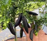 Black Finger Lemon Plant | Long Dark Lemon | Premium Grafted Hybrid