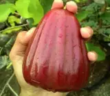 Red Missile Watter Apple Grafting Plant