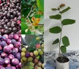 Hybrid Falsa Plant | Sweet Tangy Berries | Premium Early Fruiting Variety