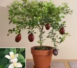 Australian Red Lime Plant | Exotic Red Citrus | Premium Grafted Hybrid