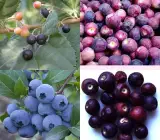 Hybrid Falsa Plant | Sweet Tangy Berries | Premium Early Fruiting Variety