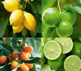Kagaji Lemon Plant Grafted and Hybrid Plants