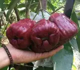 Dalhari Water Apple Plant | Sweet Juicy Jamrul | Premium Grafted Hybrid