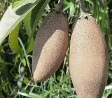 Banana Chiku Plant | Sweet Long Sapota | Premium Grafted Hybrid