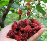 Hybrid Kanva-2 Mulberry Grafted Plant