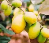 Hybrid Coconut-Ber-Grafting Plant
