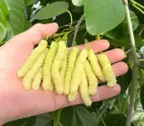 White Long Mulberry Plant | Sweet White Mulberries | Premium Grafted Hybrid