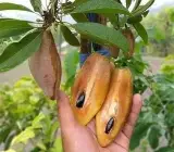 Banana Chiku Plant | Sweet Long Sapota | Premium Grafted Hybrid