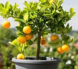 Pell Sweet Orange Plant | Juicy Sweet Oranges | Premium Grafted Hybrid