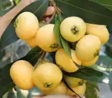 Hybrid Golap-Jamun Grafting Fruit Plants