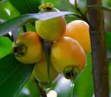 Hybrid Golap-Jamun Grafting Fruit Plants