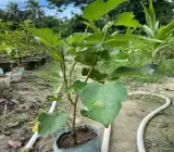 White Long Mulberry Plant | Sweet White Mulberries | Premium Grafted Hybrid