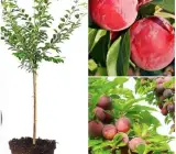 Hybrid Alubukhra-dwarf Hot Climate Grafted Plant