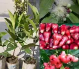 Thai Red Water Apple Plant | Sweet Juicy Jamrul | Premium Grafted Hybrid