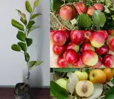 Kashmiri Apple Ber Plant | Sweet Crispy Ber | Premium Grafted Hybrid