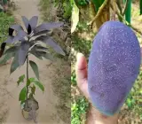 Kasturi Black Mango Plant | Rare Black Mango | Premium Aromatic Hybrid