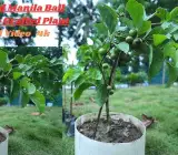Manila Ball Cherry Plant | Sweet Round Cherry | Premium Grafted Hybrid