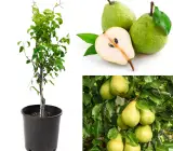 Pear Fruit Plant | Sweet Juicy Pears | Premium Grafted Hybrid