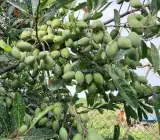 Sweet Olive Plant | Juicy Edible Olives | Premium Grafted Hybrid