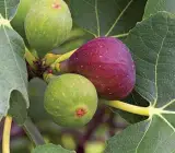 5 Finger Fig Plant | Sweet Long Figs | Premium Grafted Hybrid