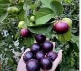 Manila Ball Cherry Plant | Sweet Round Cherry | Premium Grafted Hybrid