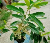 Sweet Olive Plant | Juicy Edible Olives | Premium Grafted Hybrid