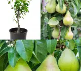 Pear Fruit Plant | Sweet Juicy Pears | Premium Grafted Hybrid