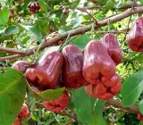 Thai Red Water Apple Plant | Sweet Juicy Jamrul | Premium Grafted Hybrid