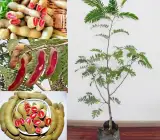Sweet-Tamarind-Plant