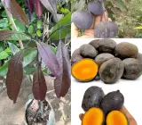 Kasturi Black Mango Plant | Rare Black Mango | Premium Aromatic Hybrid