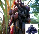 Dwarf Arabian Date Plant | Sweet Soft Dates | Premium Hybrid Variety