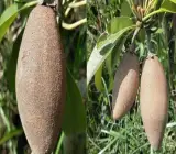 Thai Long Banana Chikoo Plant | Sweet Long Sapota | Premium Grafted Hybrid