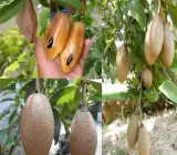 Thai Long Banana Chikoo Plant | Sweet Long Sapota | Premium Grafted Hybrid