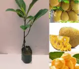 Vietnam Super Early Jackfruit Plant | Sweet Soft Flesh | Premium Early Hybrid