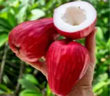Thai Rose Water Apple Plant | Sweet Rose-Flavored Fruit | Premium Dwarf Variety