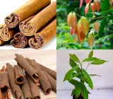 Cinnamon (Dalchini) Plant | Aromatic Spice Tree | Premium Masala Variety