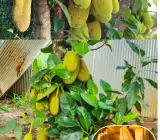 All Time Jackfruit Plant | Sweet Soft Flesh | Premium Grafted Hybrid