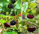 Australian Suriname Cherry Plant | Sweet Ribbed Fruit | Premium Hybrid Variety