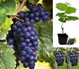 Sarad Seedless Grape Plant | Sweet Seedless Grapes | Premium Grafted Hybrid