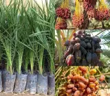 Dwarf Arabian Date Plant | Sweet Soft Dates | Premium Hybrid Variety