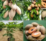 Thai Long Banana Chikoo Plant | Sweet Long Sapota | Premium Grafted Hybrid