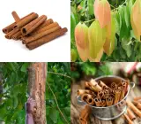 Cinnamon (Dalchini) Plant | Aromatic Spice Tree | Premium Masala Variety