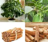 Cinnamon (Dalchini) Plant | Aromatic Spice Tree | Premium Masala Variety