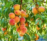 Thai Dwarf Peach Plant | Sweet Juicy Peaches | Premium Hybrid Variety