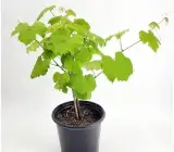 Thai Black Finger Grapes Plant | Sweet Seedless Grapes | Premium Hybrid Variety