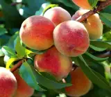 Thai Dwarf Peach Plant | Sweet Juicy Peaches | Premium Hybrid Variety